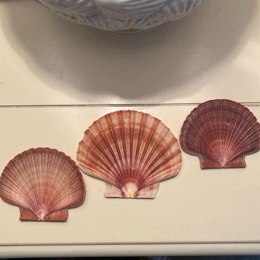 Treasures from the sea three shells